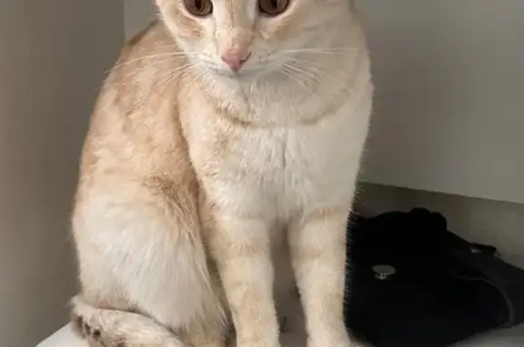 Кошки потеряшки, Орск, фото: Потеряшка кошка, ул. Машиностроителей 6, Орск