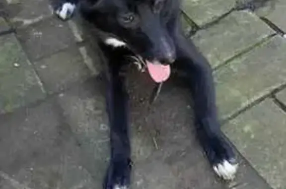 Найдена собака, , фото: Собака найдена в Большом Шигаево, Чувашия