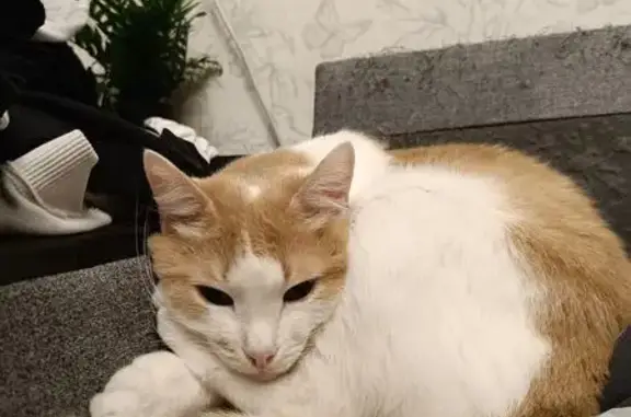 Кошки потеряшки, Москва, фото: Потеряшка кошка на Профсоюзной, 44 к1