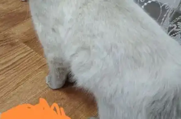 Пропала кошка, Воронежская 22, Алексеевка