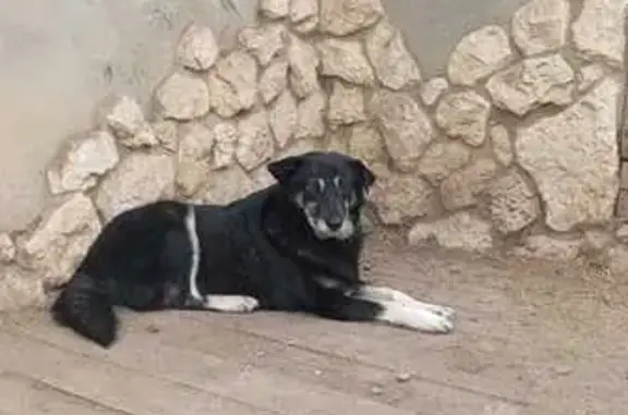 Собаки потеряшки, Изобильный, фото: Потеряшка собака на Кирова, 128, Изобильный