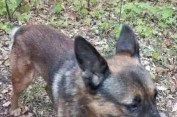 Пропала собака, Водный пер., 27, Старосемейкино