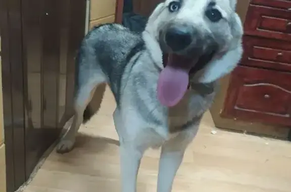 Найдена собака, Жуковский, фото: Собака найдена у деревни Кулаково, 30.08