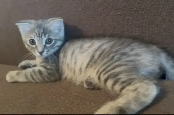 Пропала кошка, ул. Чудненко, 83, Барнаул