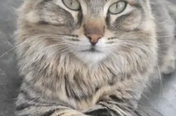 Пропала кошка, 1-я Карьерная, 69, Пермь