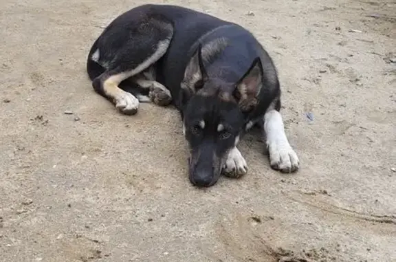 Найдена собака, Екатеринбург, 65А-4101000