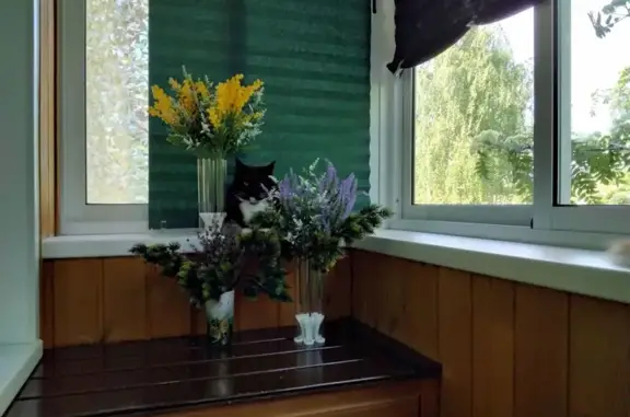 Пропала кошка, Кировградская ул., Екб