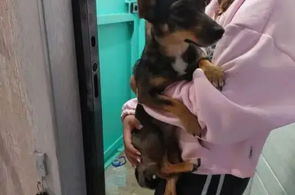 Найденные животные Новокузнецк, фото: Найдена собака, пр. Шахтёров, 21, Новокузнецк