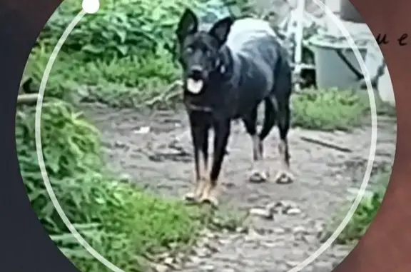 Собаки потеряшки, , фото: Потеряшка собака, Речная ул., Бердь