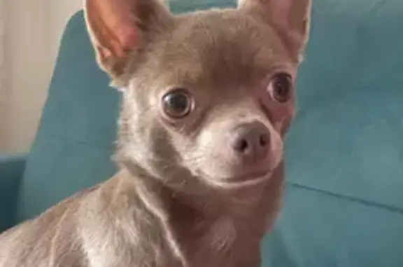 Собаки потеряшки, , фото: Потеряшка собака, Губкинский, 16