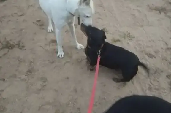 Найдена собака, Иваново, фото: Собака найдена: Иваново, Кавалерийская 64