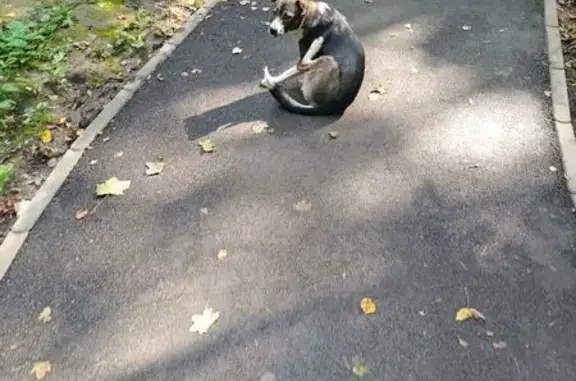 Найдена собака, Уфа, фото: Собака найдена на ул. Менделеева, Уфа