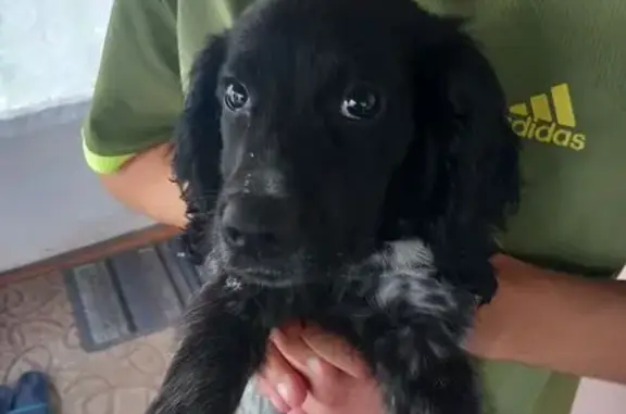 Найдена собака, Матвеевка, фото: Спаниель найден: ул. Петра Великого, Матвеевка