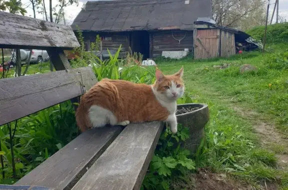 Кошки потеряшки, , фото: Потеряшка кот Феникс в д. Скураты, Н9580, 36