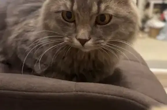 Найдена кошка, Засечное, фото: Кошка найдена: Изумрудная ул., 9, Засечное