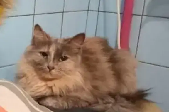 Пропала кошка на Центр. ул., 69, Ефремово