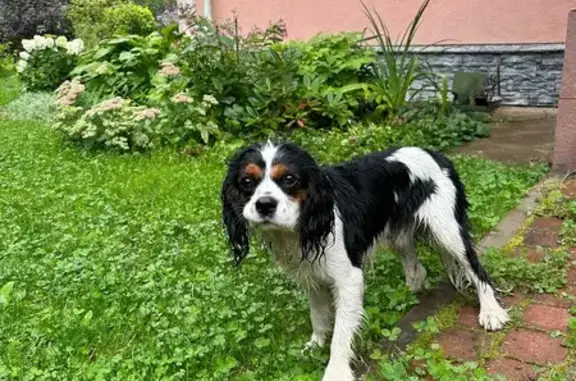 Найдена собака, Санкт-Петербург, фото: Собака найдена: Зеленогорск, СПб