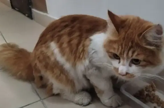 Найдена кошка, Южно-Сахалинск, фото: Найдена кошка на Загородной 2к4, Южно-Сахалинск