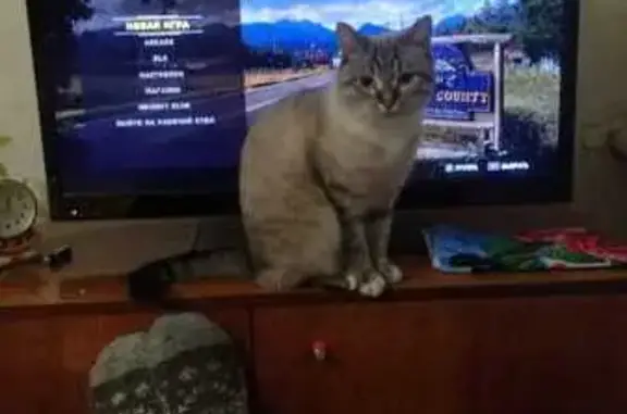 Пропала кошка, Волжская ул. 2, Михайловка