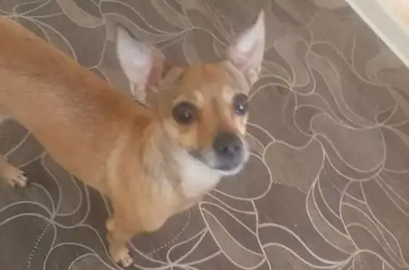 Найдена собака, Абакан, фото: Найдена собака, Вяткина 14, Абакан