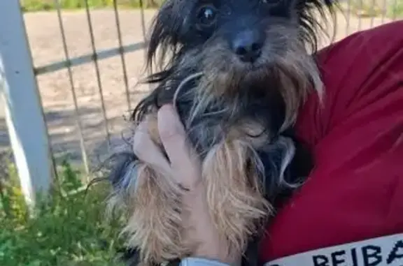 Найдена собака, Московская область, фото: Собака найдена: Даренское шоссе, МО