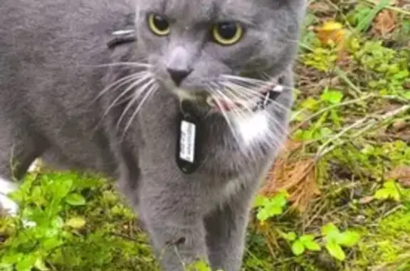 Кошки потеряшки, Протвино, фото: Потеряшка кошка, Протвино, пр. Сахарова