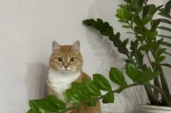 Кошки потеряшки, Берёзовский, фото: Потеряшка кошка, ул. Старателей 7, Берёзовский