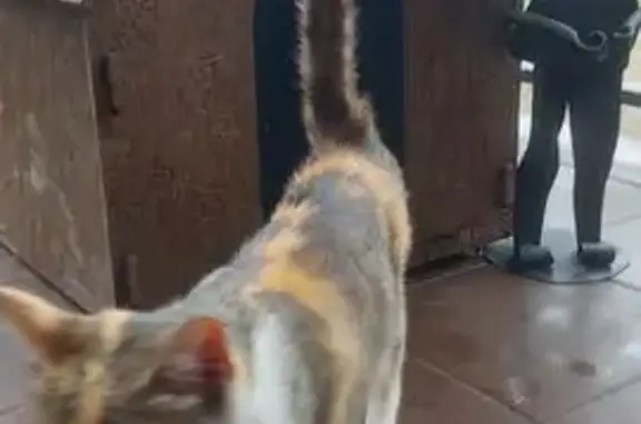 Найдена кошка, , фото: Найдена кошка, Центральная ул., Сярьги