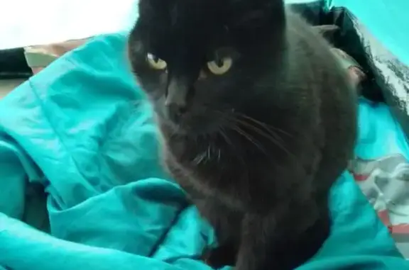 Найдена кошка, Ленинградская область, фото: Найдена черная кошка, Пл. 148 км, Капеасалми