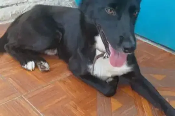 Собака найдена: ул. Ленина, 37А, Краснодар