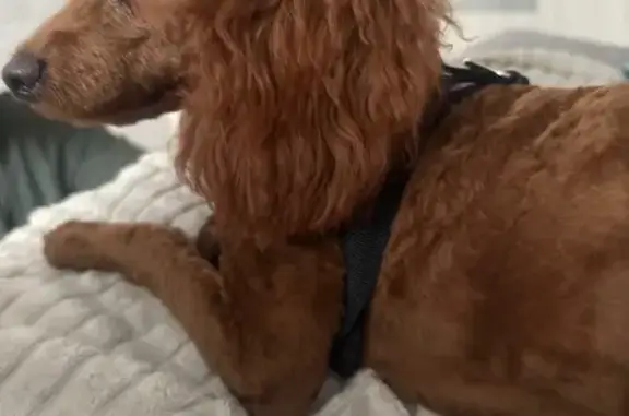 Собаки потеряшки, Набережные Челны, фото: Потеряшка рыжая собачка, Альметьевский тракт