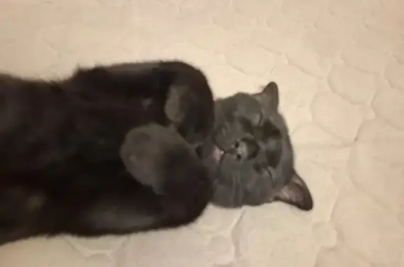 Пропала черная кошка, Ахматовой 31