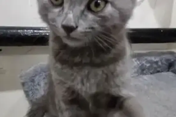 Пропала кошка, ул. Ухтомского, 25, Лыткарино