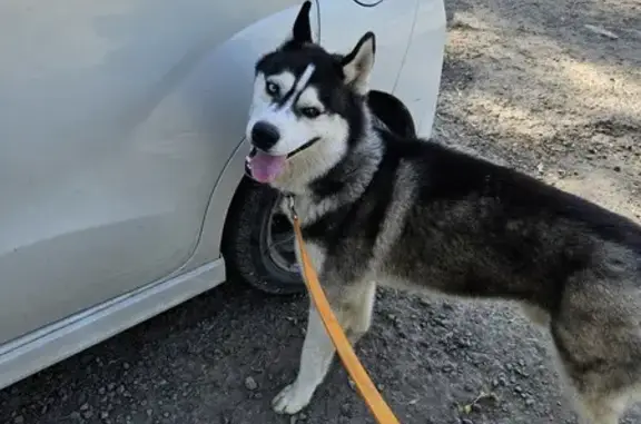 Найдена собака, Ганусово, МО