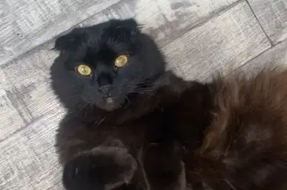 Кошки потеряшки, Краснодар, фото: Потеряшка кошка, Зелёная ул., 419