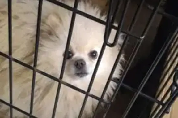 Пропала собака, Ленинградская ул. 105А