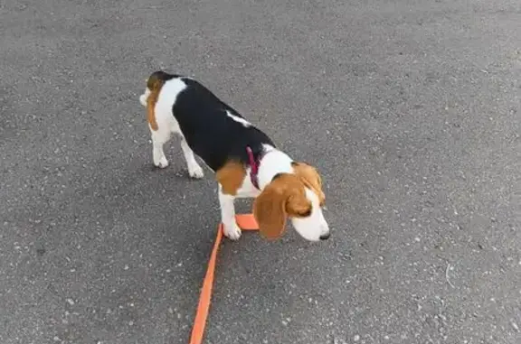 Найдена собака, Московская область, фото: Собака с ошейником найдена: МО, 32