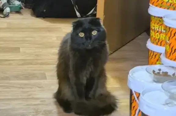 Пропала кошка, Зелёная улица, 419