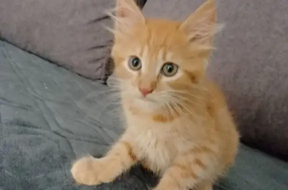 Объявления о пропавших и найденных животных, Боровичи, фото: Найдена кошка, Парковая ул. 21, Боровичи