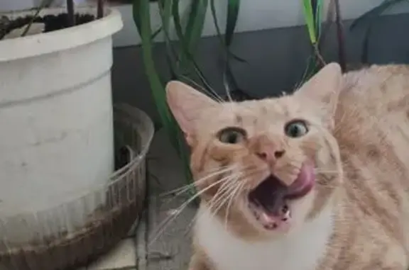 Котик найден, ул. Маршала Бирюзова, 8