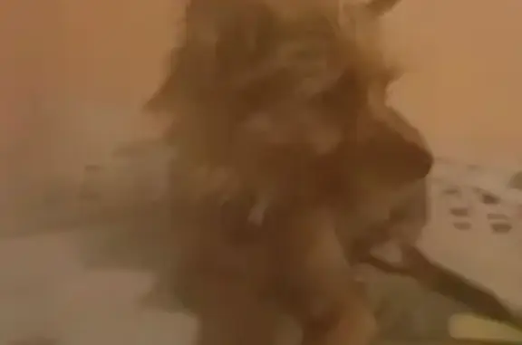 Собаки потеряшки, Гостагаевская, фото: Потеряшка собака, Гостагаевская, 03К-010