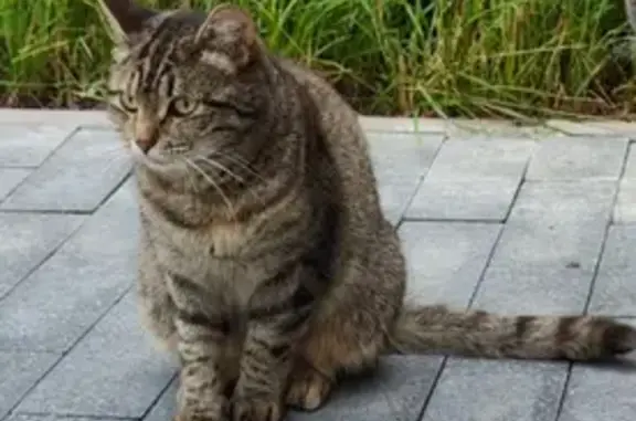 Кот найден на Гоголя, 3, Люберцы