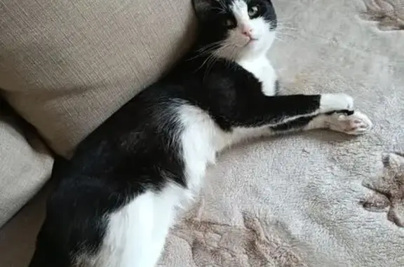 Кошки потеряшки, Воротынец, фото: Потеряшка кот Феликс, Покровская 11, Воротынец