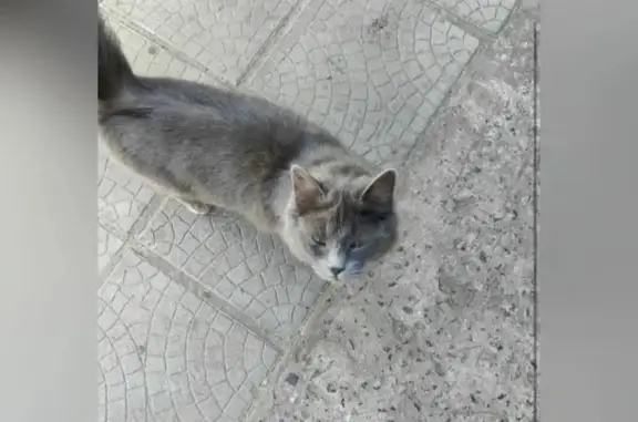 Пропала кошка, Северная ул., 23, Ялуторовск