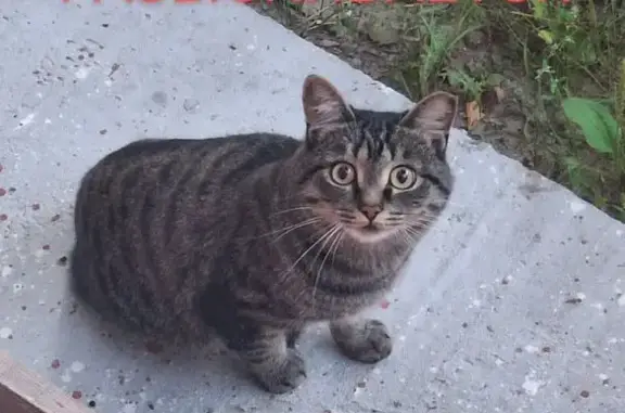 Кошки потеряшки, , фото: Потеряшка кошка, Нягань, район Планеты