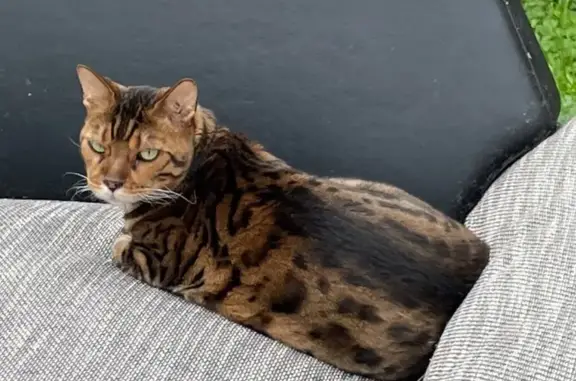 Кошки потеряшки, Наро-Фоминск, фото: Потеряшка бенгал на Пешехонова, 93