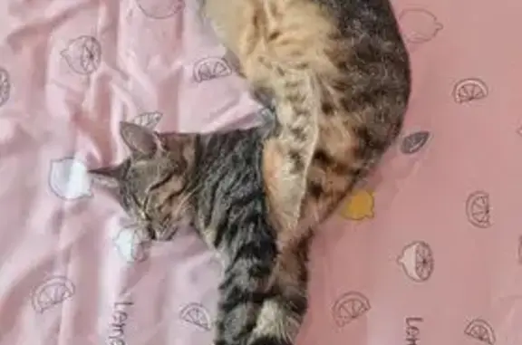 Пропала кошка, Советская 41, Мостовской