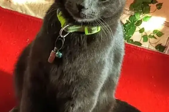 Потерянные животные Биробиджан, фото: Пропала кошка, ул. Чапаева 23, Биробиджан