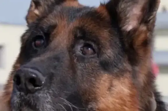 Собаки потеряшки, Архангельская область, фото: Потеряшка овчарка, 1-я линия, Архангельск