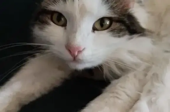 Кошки потеряшки, Московская область, фото: Потеряшка кошка, МО